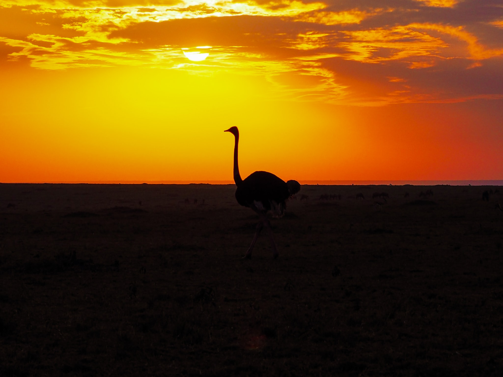 OSTRICH : World's Largest & Heaviest Bird