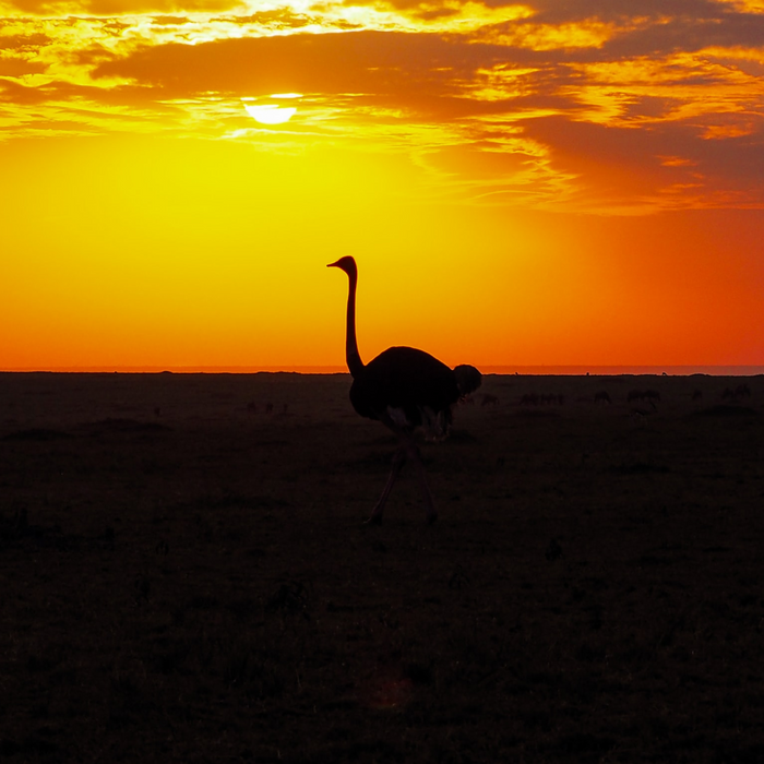 OSTRICH : World's Largest & Heaviest Bird
